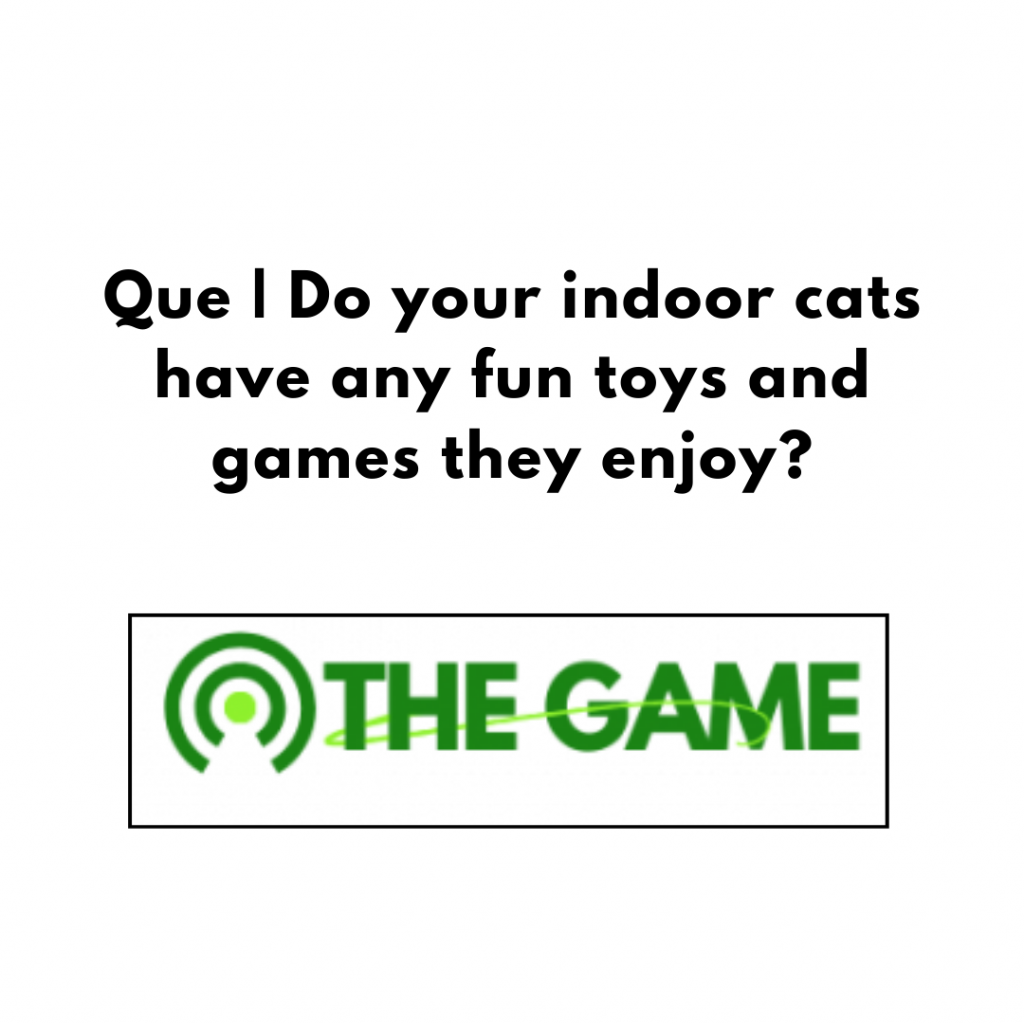 Que | Do your indoor cats have any fun toys and games they enjoy?