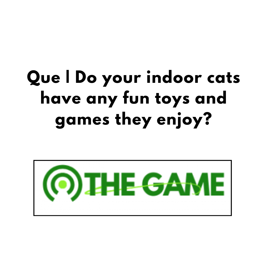 Que | Do your indoor cats have any fun toys and games they enjoy?